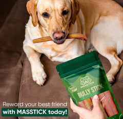 MASSTICK Bully Sticks 6 Inch 8 Oz JUMBO